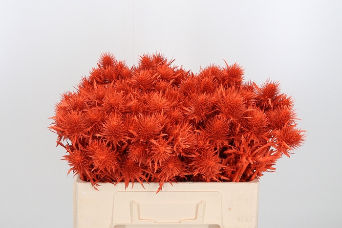 <h4>Eryn Supernova Kl Bh Oranje</h4>