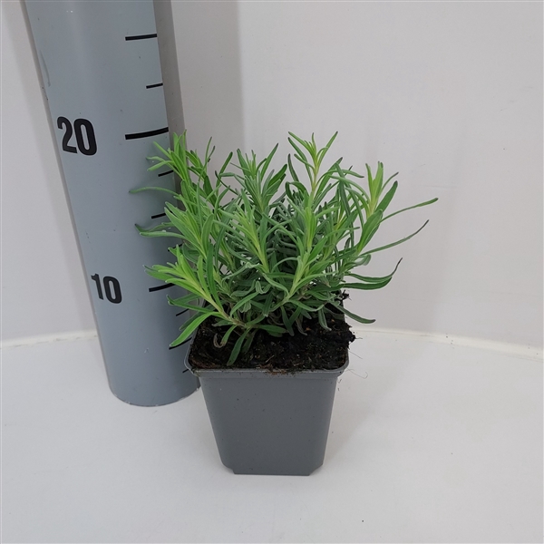 <h4>Lavandula angustifolia 'Hidcote Blue' P9 vierkant</h4>