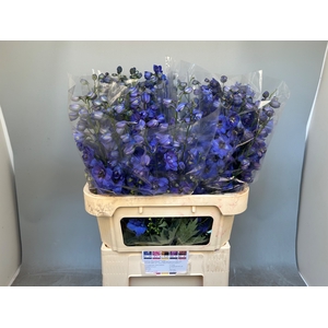 DELPH DU AURORA BLUE