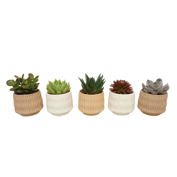 <h4>Succulent mix in 7 cm 'Es Vedra' keramiek</h4>