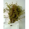 EUCA EXOTICA WITHOUT LEAVES 400GR