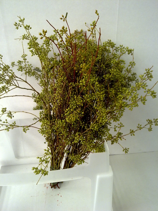 EUCA EXOTICA WITHOUT LEAVES 400GR
