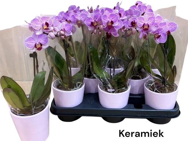 <h4>ARR PHAL 1 TAK</h4>