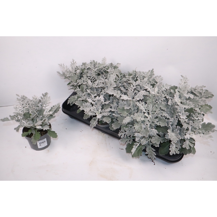 <h4>JACOBAEA MARITIMA</h4>