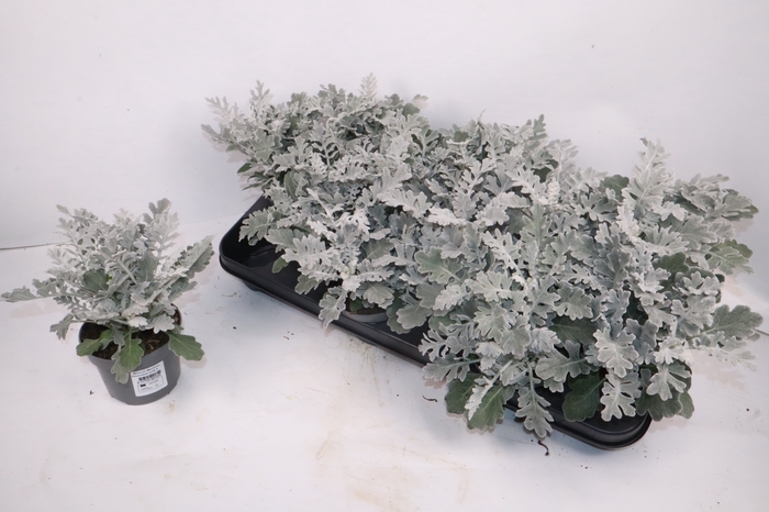 <h4>JACOBAEA MARITIMA</h4>