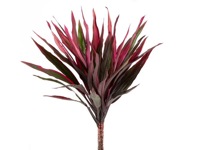 FOLHAGEM DRACENA PENACHO DE INDIO 060 CM