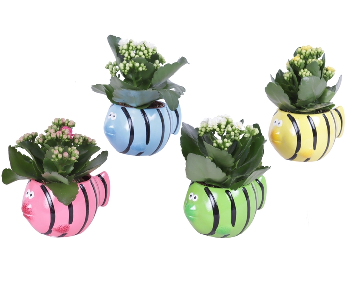 <h4>Opm Summer Arr. Indoor Ceramic Pot Fish</h4>