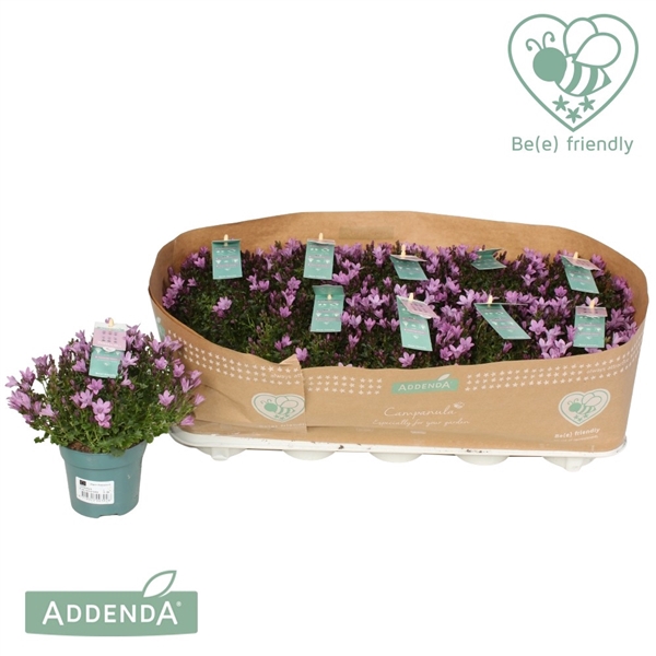 <h4>Campanula Ambella Pink</h4>
