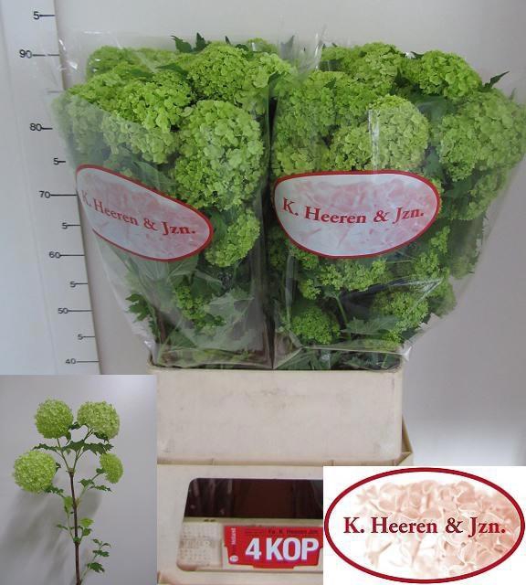 <h4>VIBURNUM ROSEUM ST</h4>