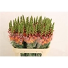Antirrhinum Dark Orange