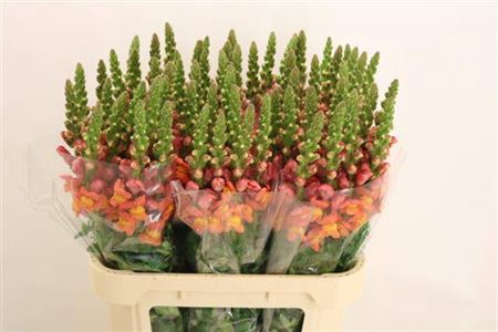 Antirrhinum Dark Orange