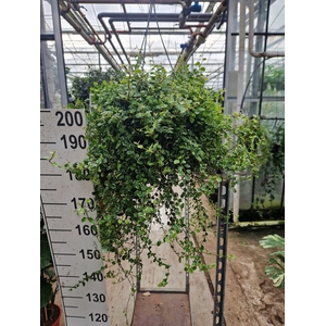 Ficus pumula white Sunny