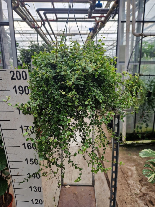 <h4>Ficus pumula white Sunny</h4>