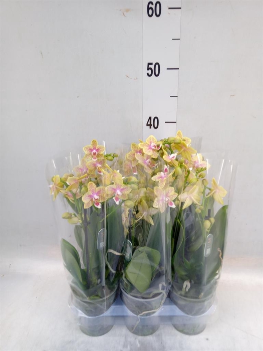 <h4>Phalaenopsis multi. ...yellow</h4>