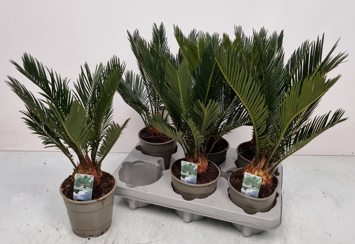 <h4>CYCAS REVOLUTA</h4>