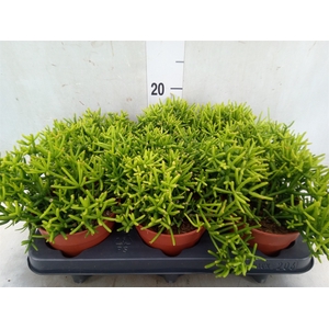 Rhipsalis heteroclada