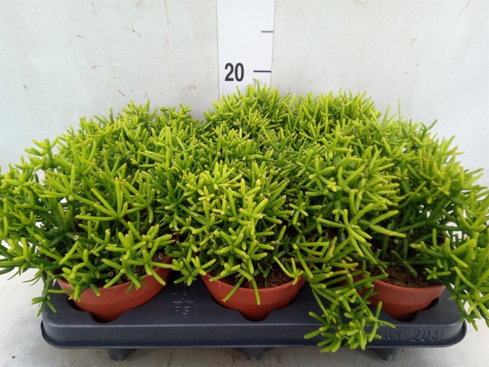 <h4>Rhipsalis heteroclada</h4>