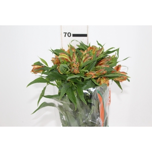 ALSTROEMERIA CHEERIO 070 CM