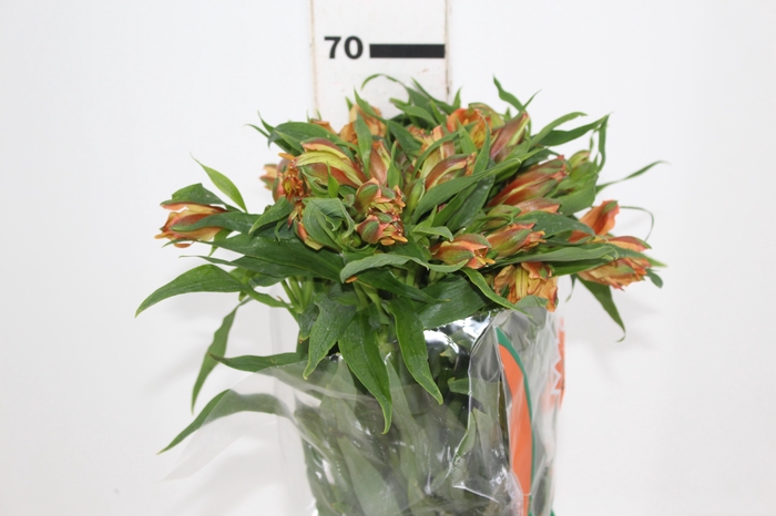 <h4>ALSTROEMERIA CHEERIO 070 CM</h4>