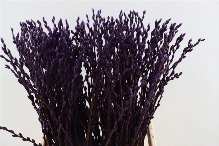 Salix Wilgenkatjes D. Lila 70cm P Stem