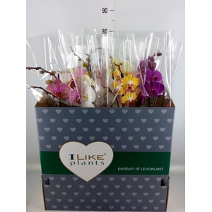 Phalaenopsis   ...mix