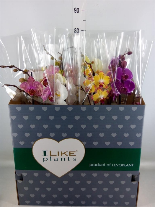 <h4>Phalaenopsis ...mix</h4>