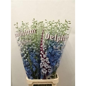 Delph El Dewi Boy Pale Blue