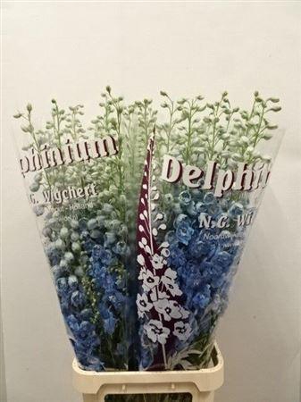 <h4>Delph El Dewi Boy Pale Blue</h4>