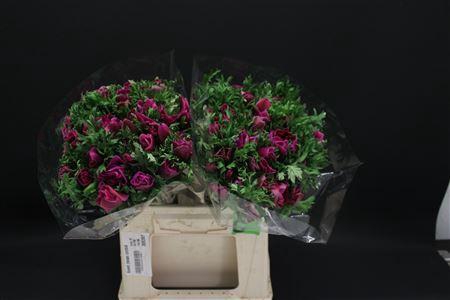 <h4>Anem Zwaar Orchid</h4>