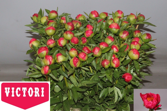<h4>PAEO HH FLAME</h4>