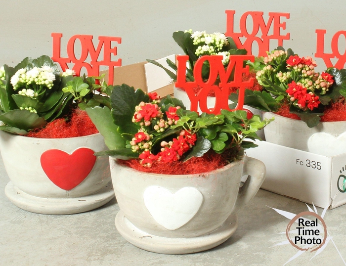 <h4>ARR KAMERPL</h4>