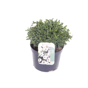 Arenaria montana