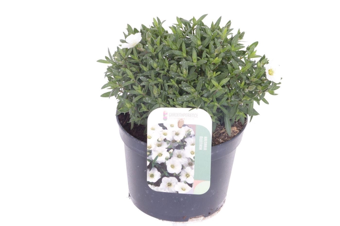 <h4>Arenaria montana</h4>