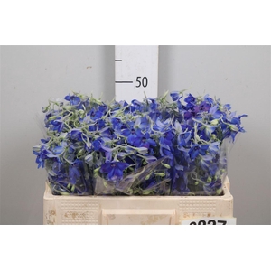 Delph En Volkerfrieden