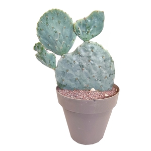 OPUNTIA ROBUSTA - POT Ø 30 (CACTUS)