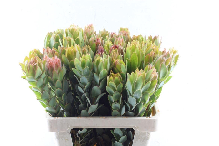 <h4>Leucad Nervosum</h4>