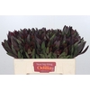 Leucadendron Saf Sunset Dark Red