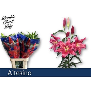LI OT ALTESINO 3+