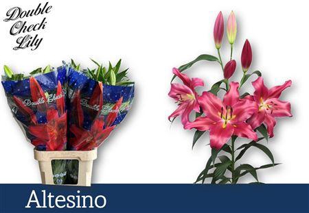 <h4>LI OT ALTESINO 3+</h4>