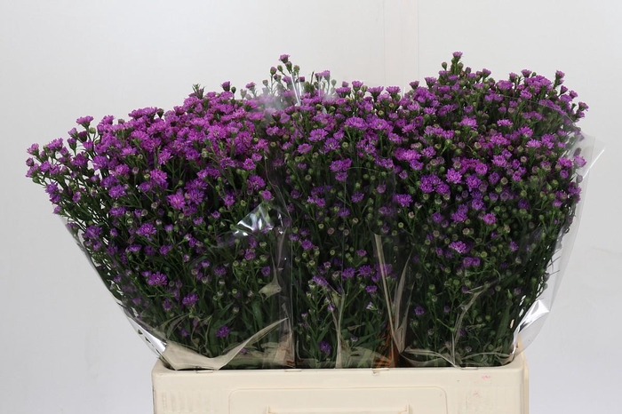 <h4>Aster Baby Pink</h4>