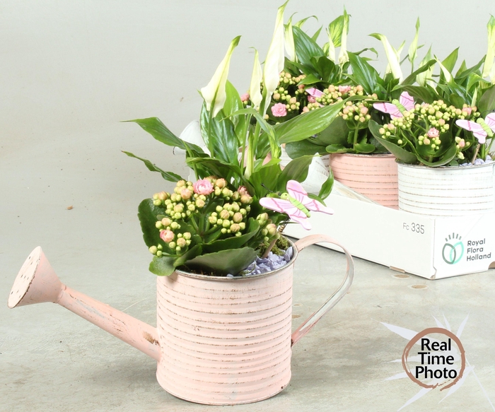 <h4>ARR KAMERPL</h4>