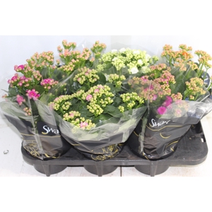 KALANCHOE DOBRADO P15