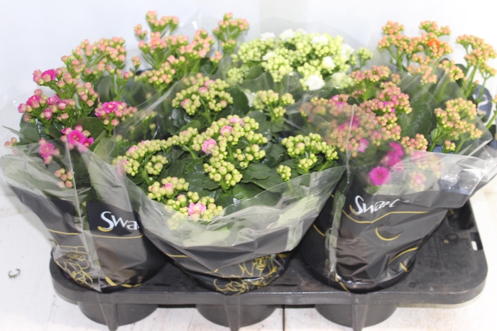 <h4>KALANCHOE DOBRADO P15</h4>