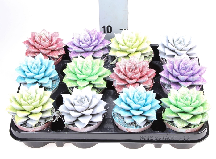 <h4>Echeveria purpusorum</h4>