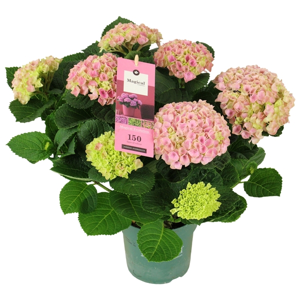 <h4>Hydrangea Magical Evolution ® rose 5/6 flowers</h4>