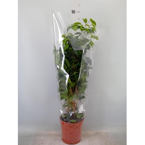 Ficus benja. 'Danielle'