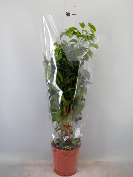 <h4>Ficus benja. 'Danielle'</h4>