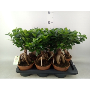 Ficus microcarpa 'Ginseng'