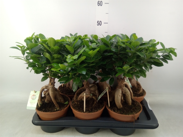 <h4>Ficus microcarpa 'Ginseng'</h4>