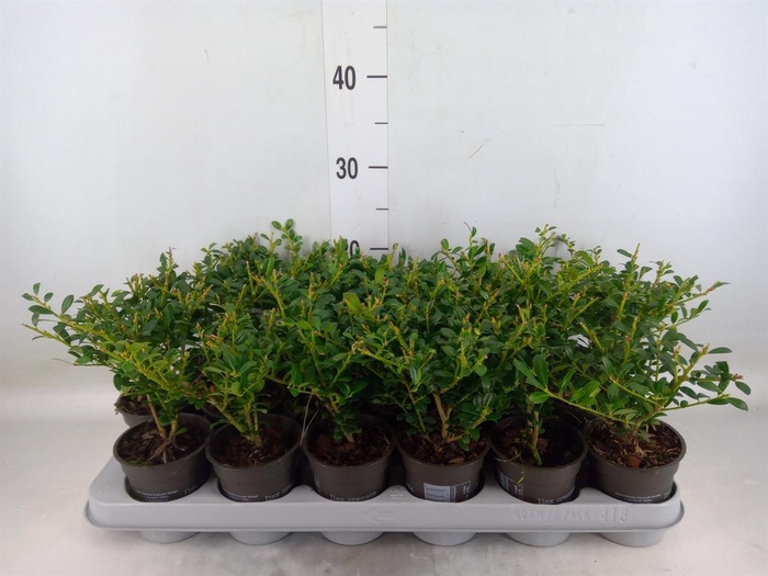 <h4>Ilex crenata</h4>